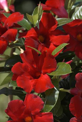 Foto de variedad de flores para ser usadas como: Maceta, patio, Tarrina de colgar Dipladenia (Mandevilla) Sundaville® Crimson King