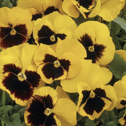 Foto de variedad de flores para ser usadas como: Maceta y planta de temporada Viola wittrockiana Mariposa Yellow Blotch