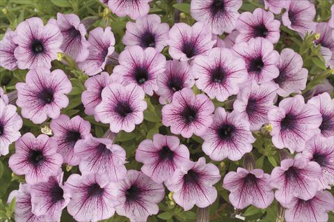 Foto de variedad de flores para ser usadas como: Maceta, planta de temporada, patio Petunia x hybrida Littletunia Breezy Pink