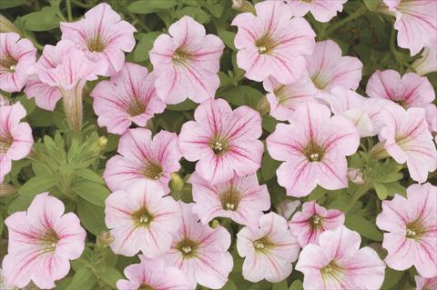 Foto de variedad de flores para ser usadas como: Maceta, planta de temporada, patio Petunia x hybrida Littletunia Pink