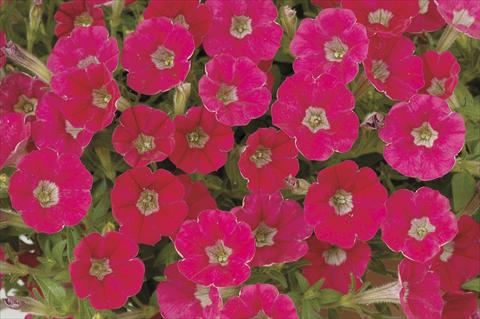 Foto de variedad de flores para ser usadas como: Maceta, planta de temporada, patio Petunia x hybrida Littletunia Red