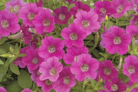 Foto de variedad de flores para ser usadas como: Maceta, planta de temporada, patio Petunia x hybrida Littletunia Rose