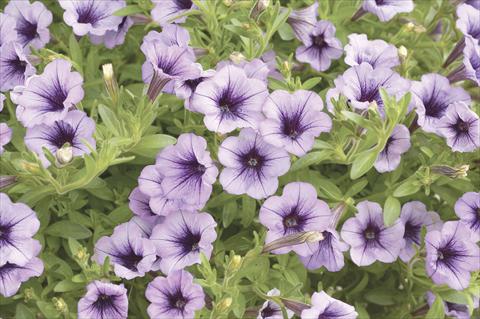 Foto de variedad de flores para ser usadas como: Maceta, planta de temporada, patio Petunia x hybrida Littletunia Violet