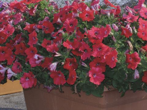 Foto de variedad de flores para ser usadas como: Maceta, planta de temporada, patio Petunia x hybrida Red Ray
