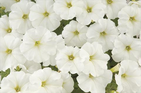 Foto de variedad de flores para ser usadas como: Maceta, planta de temporada, patio Petunia x hybrida White Ray