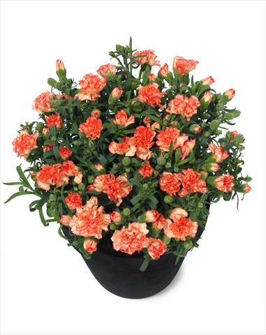 Foto de variedad de flores para ser usadas como: Maceta Dianthus Mel
