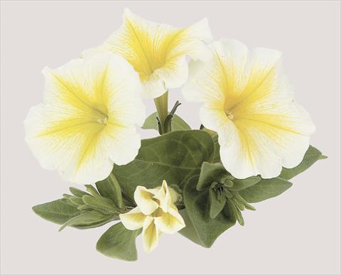 Foto de variedad de flores para ser usadas como: Maceta, planta de temporada, patio Petunia x hybrida Sun Ray
