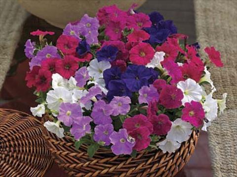 Foto de variedad de flores para ser usadas como: Maceta o Tarrina de colgar Petunia milliflora Piccobella F1 Mix