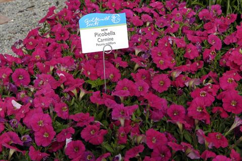 Foto de variedad de flores para ser usadas como: Maceta y planta de temporada Petunia milliflora Picobella Carmine