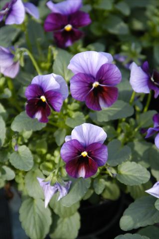 Foto de variedad de flores para ser usadas como: Maceta o Tarrina de colgar Viola cornuta Caramella Ruby Beacon