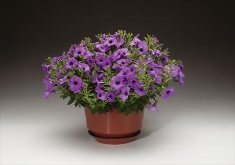 Foto de variedad de flores para ser usadas como: Maceta y planta de temporada Petunia pendula Sanguna® Lavender Vein
