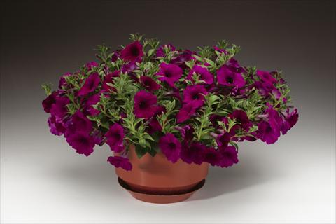 Foto de variedad de flores para ser usadas como: Maceta, planta de temporada, patio Petunia pendula Sanguna® Purple