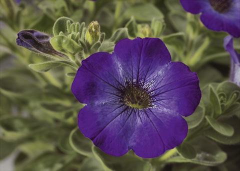 Foto de variedad de flores para ser usadas como: Maceta, planta de temporada, patio Petunia pendula Sanguna® Atomic Blue