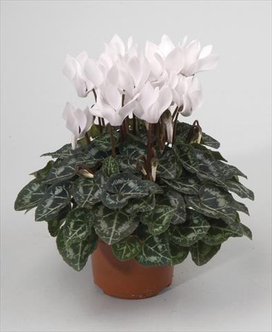 Foto de variedad de flores para ser usadas como: Maceta y planta de temporada Cyclamen persicum Miracle White Imp