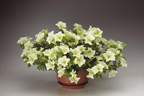 Foto de variedad de flores para ser usadas como: Maceta, planta de temporada, patio Petunia pendula Sanguna® Pastel Yellow
