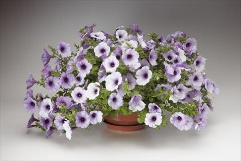 Foto de variedad de flores para ser usadas como: Maceta, planta de temporada, patio Petunia pendula Sanguna® Blue Vein