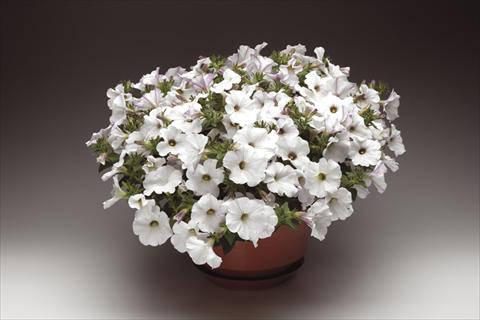 Foto de variedad de flores para ser usadas como: Maceta, planta de temporada, patio Petunia pendula Sanguna® White Vein