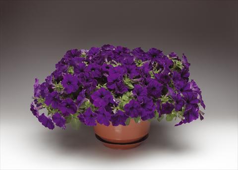 Foto de variedad de flores para ser usadas como: Maceta, planta de temporada, patio Petunia pendula Sanguna® Cobalt Blue