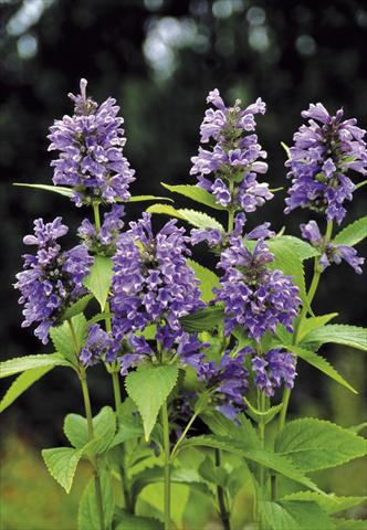 Foto de variedad de flores para ser usadas como: Planta de temporada / borde del macizo Nepeta subsessilis Blue Dreams