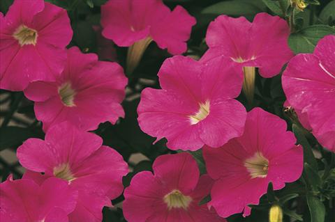 Foto de variedad de flores para ser usadas como: Maceta, planta de temporada, patio Petunia x hybrida Whispers® Bright Pink