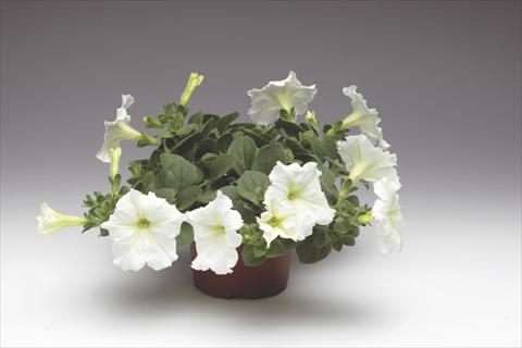 Foto de variedad de flores para ser usadas como: Maceta, planta de temporada, patio Petunia pendula Sanguna® Vanilla