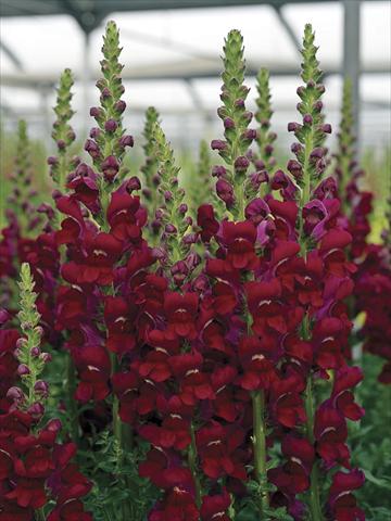 Foto de variedad de flores para ser usadas como: Maceta y planta de temporada Antirrhinum majus Opus Bright Red