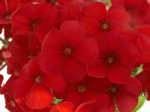 Foto de variedad de flores para ser usadas como: Maceta y planta de temporada Phlox Primavera Cherry Red