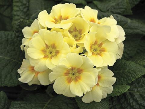 Foto de variedad de flores para ser usadas como: Maceta, planta de temporada, patio Primula acaulis, veris, vulgaris Orion Light Yellow