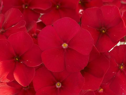 Foto de variedad de flores para ser usadas como: Maceta y planta de temporada Phlox Primavera Crimson