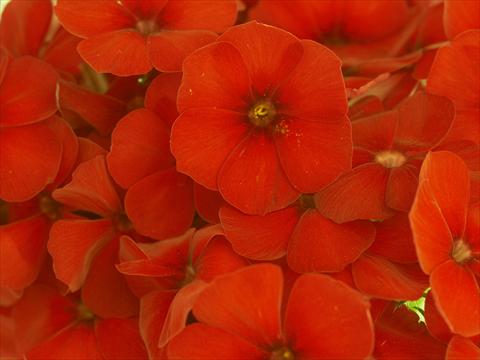 Foto de variedad de flores para ser usadas como: Maceta y planta de temporada Phlox Primavera Red
