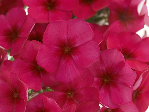 Foto de variedad de flores para ser usadas como: Maceta y planta de temporada Phlox Primavera Violet