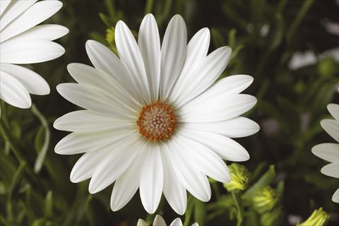 Foto de variedad de flores para ser usadas como: Maceta y planta de temporada Osteospermum Tradewinds® Pearl White