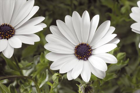 Foto de variedad de flores para ser usadas como: Maceta y planta de temporada Osteospermum Tradewinds® White