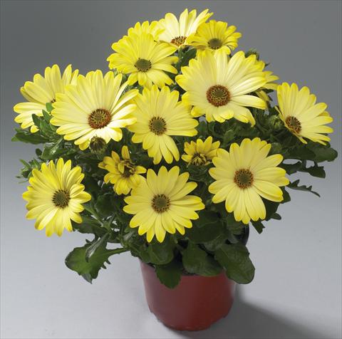 Foto de variedad de flores para ser usadas como: Maceta Osteospermum Cape Daisy® Tambero