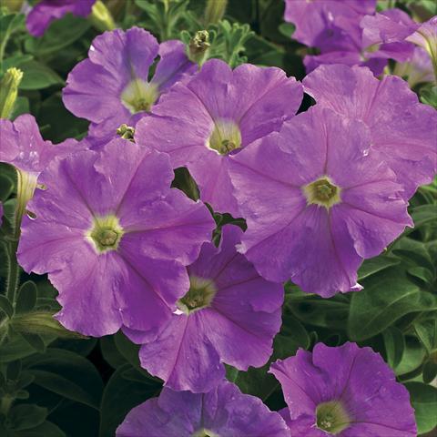 Foto de variedad de flores para ser usadas como: Maceta y planta de temporada Petunia milliflora Picobella Light Lavender
