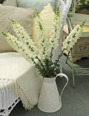 Foto de variedad de flores para ser usadas como: Maceta y planta de temporada Antirrhinum majus Overture II Ivory II 08 Imp