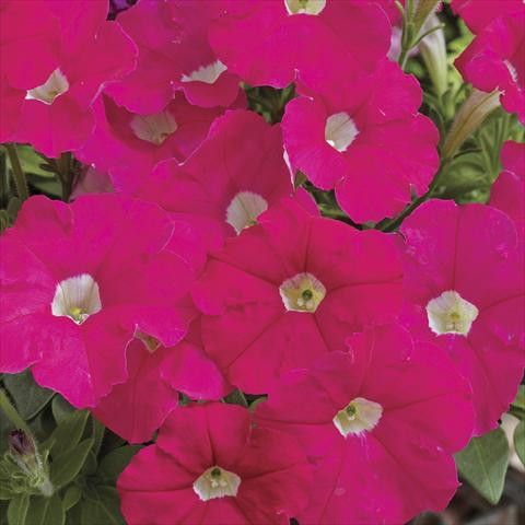 Foto de variedad de flores para ser usadas como: Maceta y planta de temporada Petunia milliflora Picobella Rose