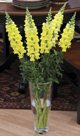 Foto de variedad de flores para ser usadas como: Maceta y planta de temporada Antirrhinum majus Overture II Yellow 08 Imp