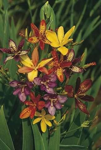 Foto de variedad de flores para ser usadas como: Planta de temporada / borde del macizo Pardancanda norrisii Dazzler