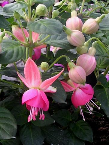 Foto de variedad de flores para ser usadas como: Maceta Fuchsia Pink Spritzer