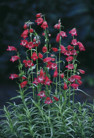 Foto de variedad de flores para ser usadas como: Maceta y planta de temporada Penstemon x mexicali Sunburst Ruby