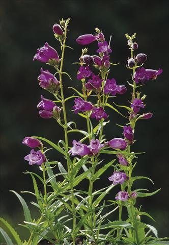 Foto de variedad de flores para ser usadas como: Planta de temporada / borde del macizo Penstemon x mexicali Sunburst Amethyst