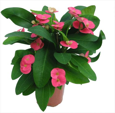 Foto de variedad de flores para ser usadas como: Maceta Euphorbia x martinii Pink Cadilac