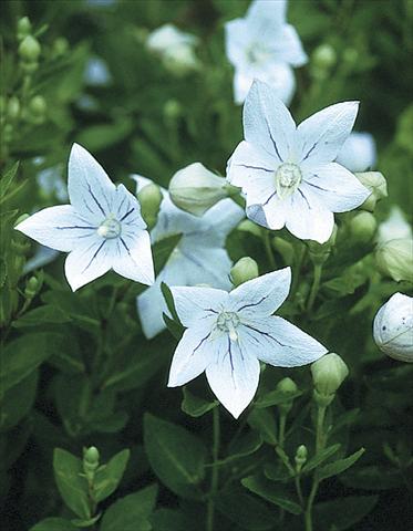 Foto de variedad de flores para ser usadas como: Planta de temporada / borde del macizo Platycodon grandiflorus Fairy Snow