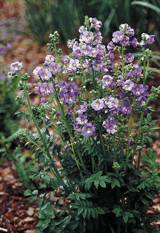 Foto de variedad de flores para ser usadas como: Planta de temporada / borde del macizo Polemonium boreale Heavenly Habit