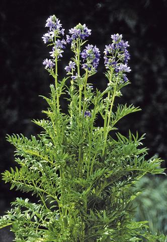Foto de variedad de flores para ser usadas como: Maceta y planta de temporada Polemonium caeruleum Filigree Skies