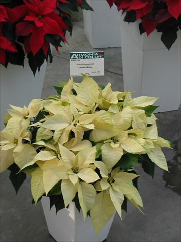 Foto de variedad de flores para ser usadas como: Maceta Poinsettia - Euphorbia pulcherrima Classic White