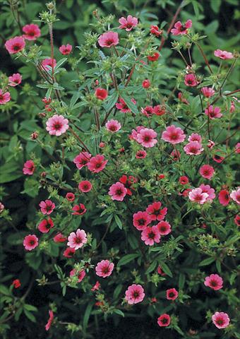 Foto de variedad de flores para ser usadas como: Planta de temporada / borde del macizo Potentilla nepalensis Ron McBeath