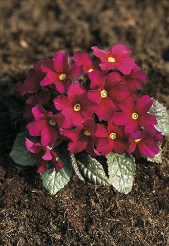 Foto de variedad de flores para ser usadas como: Maceta y planta de temporada Primula x pruhoniciana Bergfrühling® Amaranth-Red