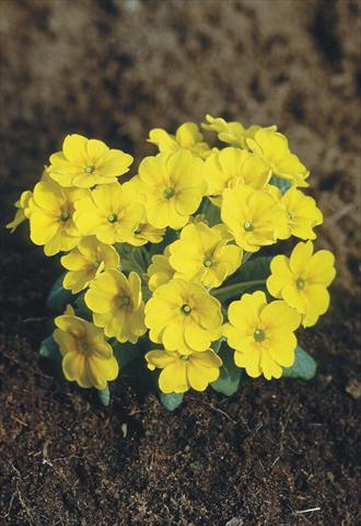 Foto de variedad de flores para ser usadas como: Maceta y planta de temporada Primula x pruhoniciana Bergfrühling® Yellow